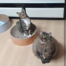 서울 동물병원 | 치주염, 스케일링, 치아 발치 전발치 비용, 치주 수술, 서울 동물 병원 추천 및 후기! 태일동물치과병원