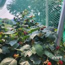 호야네농장 이미지