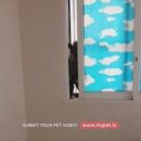 펫넘버원 이미지