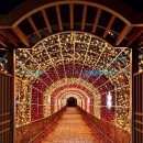 세종 합강캠핑장, 겨울 야간조명 특화공간 조성…LED 터널·포토존 확대 이미지