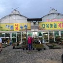 [일상] 용인남사화훼단지/아가베구입/화분구입/분갈이 하고 왔어요~(가격있음)