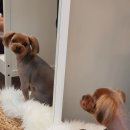 도그살롱바른핏 이미지