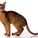 순한고양이 이미지