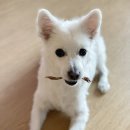 댕댕잡화점 이미지