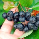 아로니아 이미지