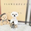 유로애견샵 이미지