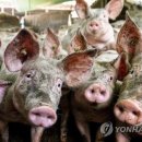 미돼지 이미지