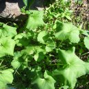 보물농장 이미지