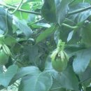 용동농장 이미지