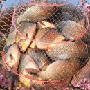 붕어의 신 이미지