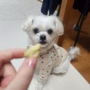 동그랑댕 이미지