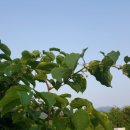 다래칼국수 이미지