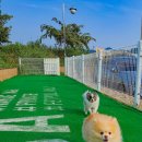 파레사애견풀빌라 이미지