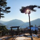 청벽거북 이미지