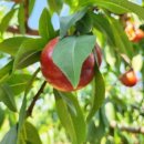 천일선농장 이미지