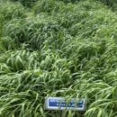 건초사료 이미지