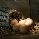 주식회사 미라이