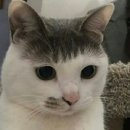 김지민헤어라인 네이버블로그