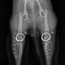 잠실베스트동물병원 수술재활센터 이미지