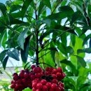 안영순 베이커리카페 이미지