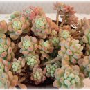 다육사랑화원 이미지