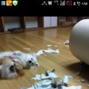 낼름