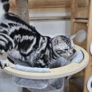 동물보육원 대전서구갈마지부 이미지