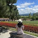 주식회사 모드셀 | [호카이도 여행Day3]이번여행 하이라이트ㅣ하와이 같던 홋카이도 여름💐ㅣ내돈내산 비에이 후라노 흰...