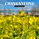 별따라꽃따라 | 창녕 남지 유채꽃축제 위치 주차장 개화현황 경남 봄꽃축제 가볼만한곳 추천