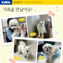 세희, 플로라, 팰리, 리코가 가족을 만났습니다♡