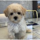 하남강아지 이미지