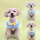 꼼꼼하개 이미지