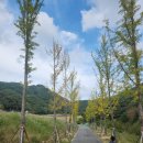 봉학골산림욕장 | 충북 여행 음성 봉학골 산림욕장 꽃의 길