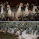 자비농장 이미지