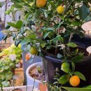 유주농장 이미지