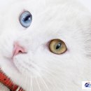 명지 수동물병원 이미지