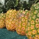 파인애플 이미지