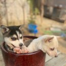 수아켄넬 이미지