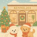 켄넬203 말티푸분양, 미니비숑분양 | 천안미니비숑분양 전문켄넬 브리더 kennel203