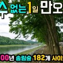 양산면사무소 | 영동 송호 국민관광지 보고도 믿을 수 없는.. 만오천원100년 송림 숲 182개 캠핑 사이트