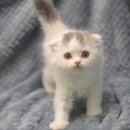 쓰담쓰담 이미지