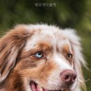 예당 앤 다울 | 예당앤다울펫 편안한 반려동물 호텔, 어떻게 이렇게 좋을까?