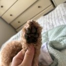 우쭈쭈애견샵 이미지