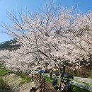 4월 정기산행 부안 개암사 벚꽃산행 트래킹 ~^^♡^^~ 이미지