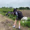 이철 농장 | 김경숙해바라기농장;딱지금이철(제주도민제주여행)3000원 내고 3만원어치 찍기