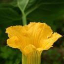 호박꽃 이미지