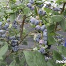 쌍치블루베리 이미지