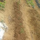 비야농장 이미지