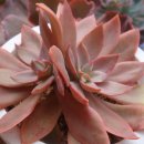 골든타워 이미지