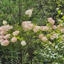 명월2리 이미지